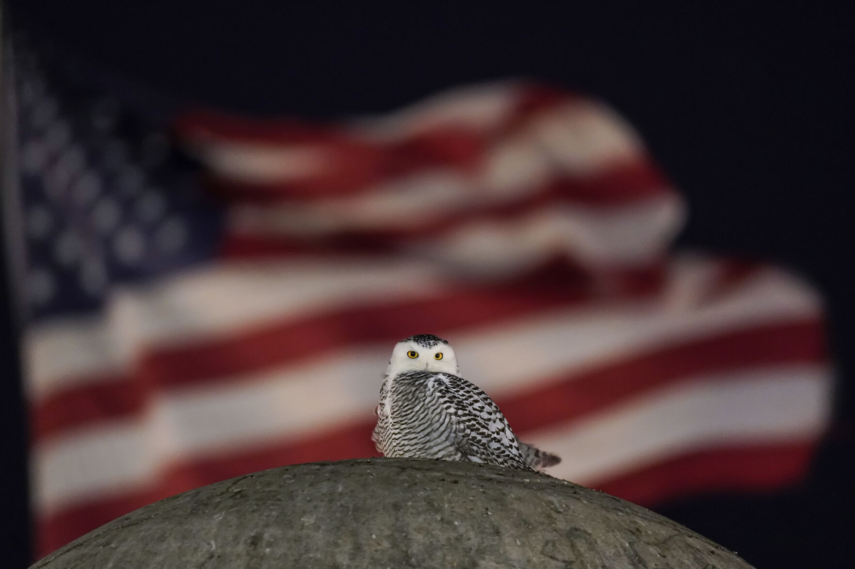 APTOPIX Snowy Owl Washington Monuments